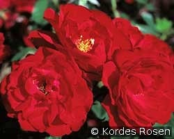 Ulmer Münster kaufen, clicken für mehr Details Ulmer Münster