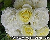 Vanilla Meidiland kaufen, clicken für mehr Details Vanilla Meidiland