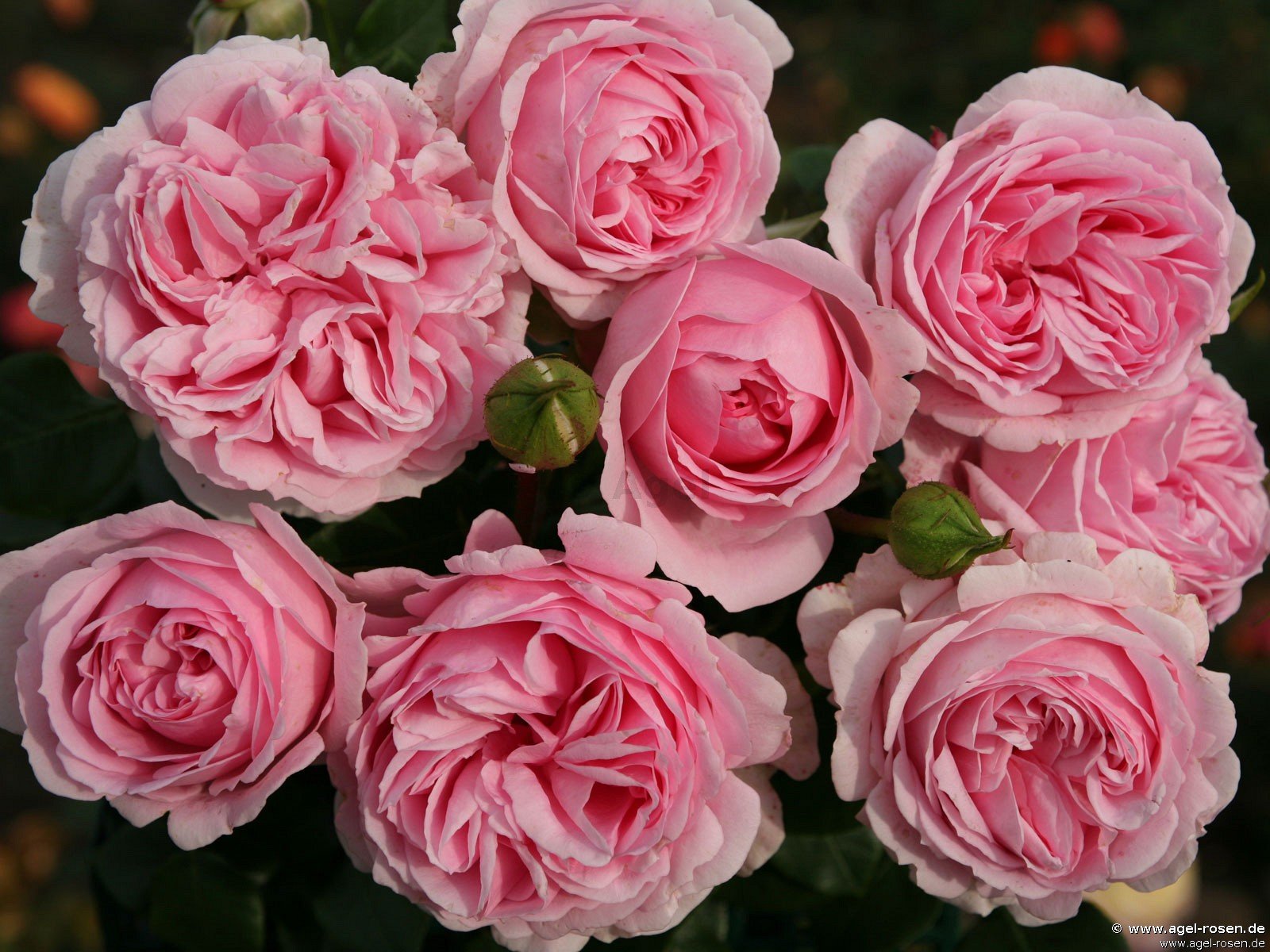 Rose ‘Wellenspiel‘ (5-Liter Topf)