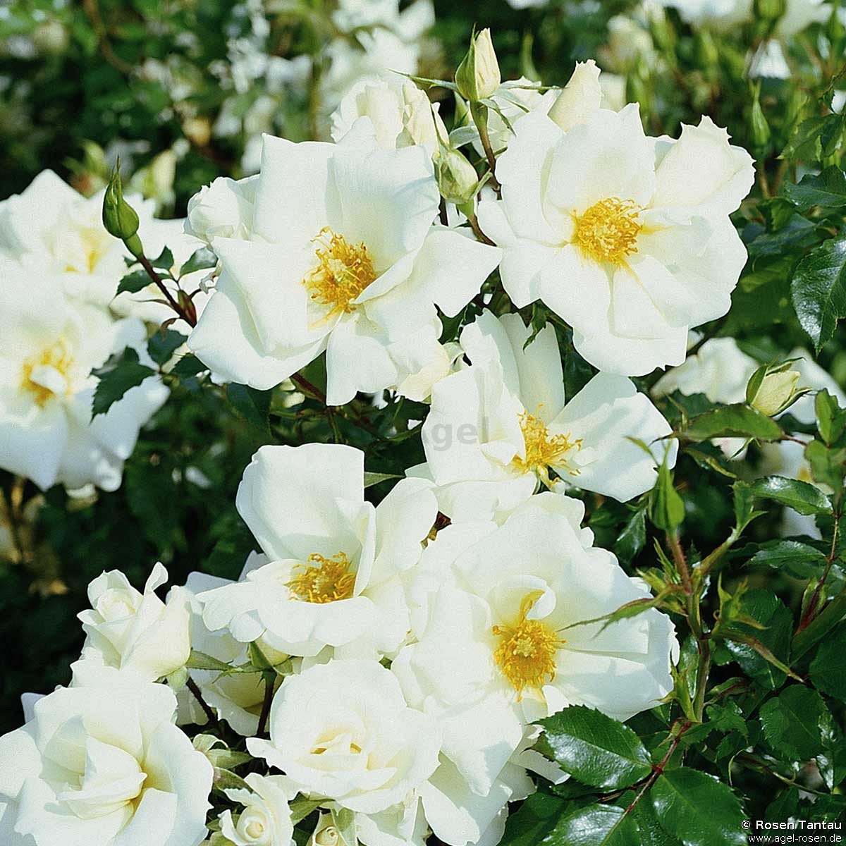 Rose ‘White Haze‘ (2-Liter Biotopf)