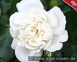 White Meidiland kaufen, clicken für mehr Details White Meidiland