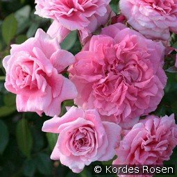 Zaide kaufen, clicken für mehr Details Zaide