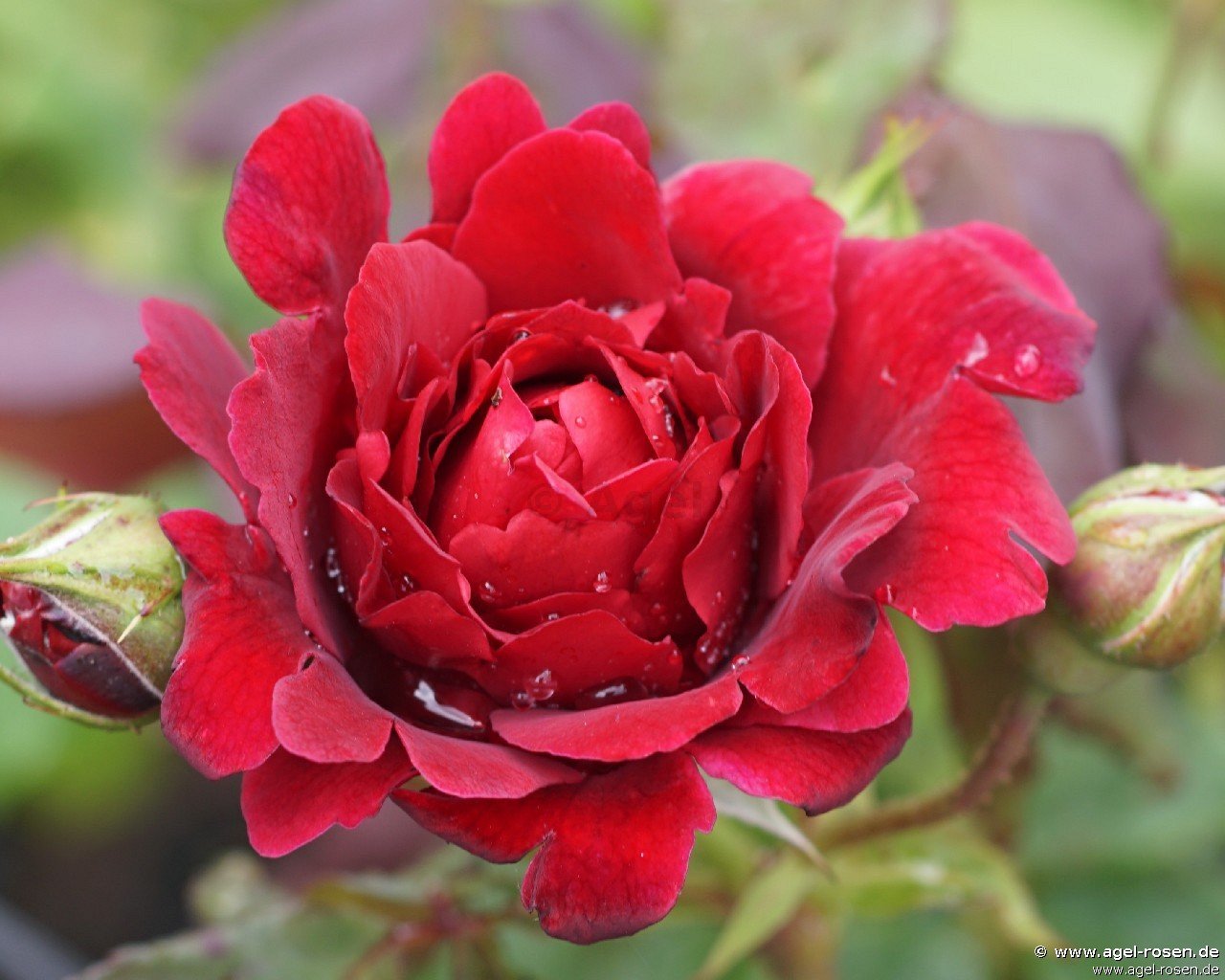 Rose ‘Zayed of Abu Dhabi‘ (wurzelnackte Rose)