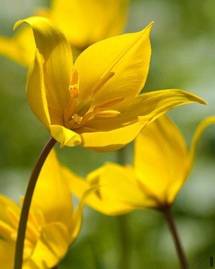 Sylvestris