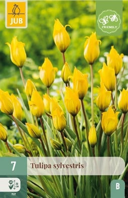 Sylvestris kaufen, click for more details Sylvestris