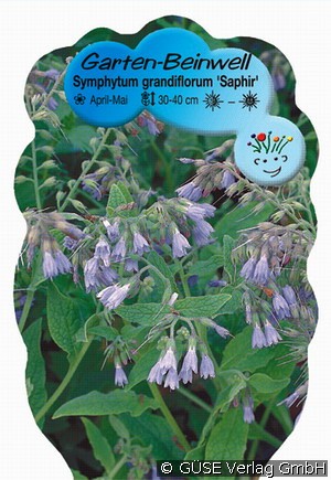GartenBeinwell kaufen Symphytum grandiflorum 'Saphir'