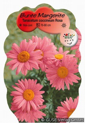 Bunte Margerite