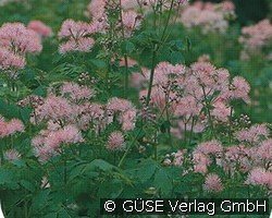 Wiesenraute kaufen, clicken für mehr Details Wiesenraute