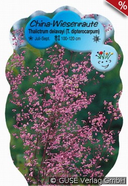 Chinesische Wiesenraute