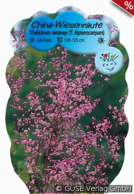 Chinesische Wiesenraute