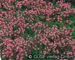 Thymian kaufen, clicken für mehr Details Thymian