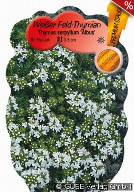 Feld-Thymian