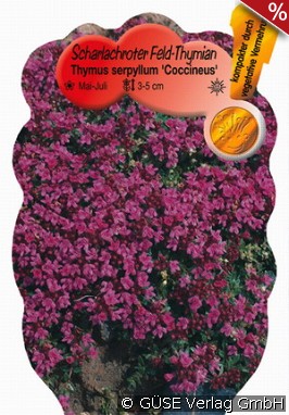 Feld-Thymian