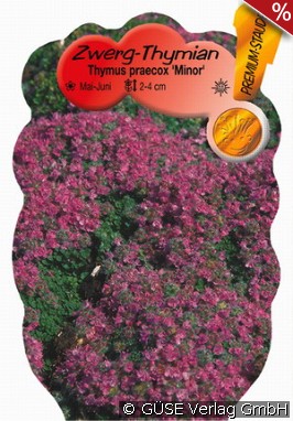 Zwerg-Thymian