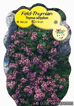 Feld-Thymian