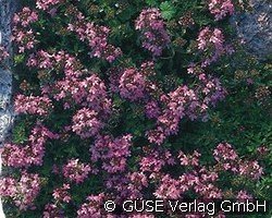 Feld-Thymian kaufen, clicken für mehr Details Feld-Thymian