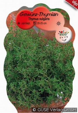 Thymian