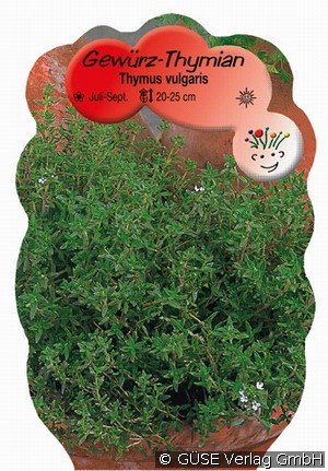 Thymian