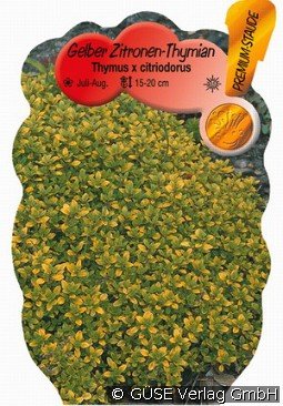 Gelber Zitronen-Thymian