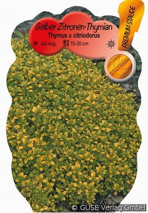 Gelber Zitronen-Thymian