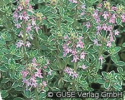Zitronen-Thymian kaufen, clicken für mehr Details Zitronen-Thymian