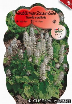 Schaumblüte