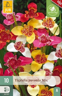 Tigerblume Pavonia Mix kaufen, click for more details Tigerblume Pavonia Mix
