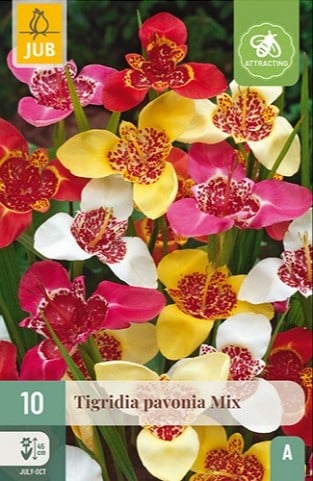 Tigerblume Pavonia Mix