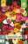 Tigerblume Pavonia Mix