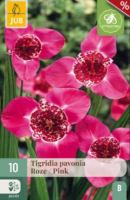 Tigerblume Pavonia Rosa