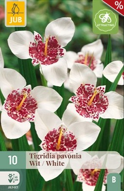 Tigerblume Pavonia Weiss kaufen, click for more details Tigerblume Pavonia Weiss