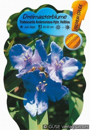 Dreimasterblume