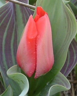 Trauttmannsdorff
