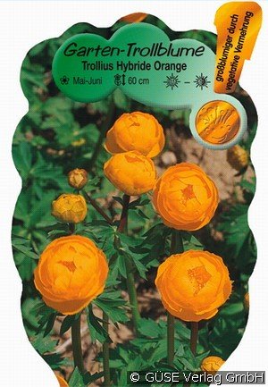 Trollblume