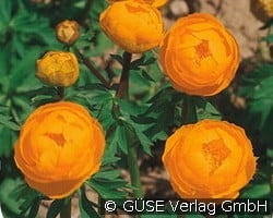 Trollblume kaufen, click for more details Trollblume