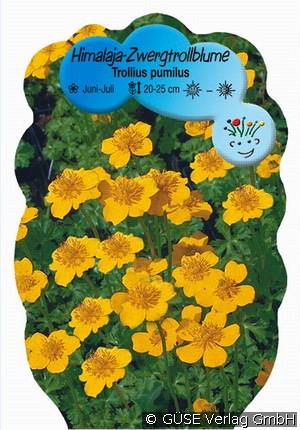 Zwerg-Trollblume