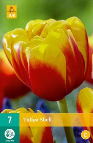 Tulipa Shell