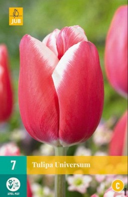 Tulipa Universum