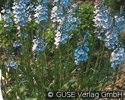 Ehrenpreis kaufen, clicken für mehr Details Ehrenpreis