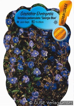 Ehrenpreis kaufen, clicken für mehr Details Ehrenpreis