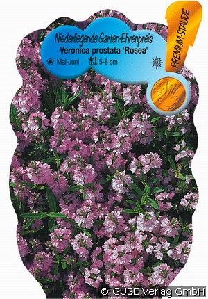 Ehrenpreis