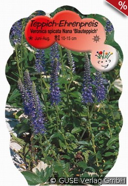 Teppich-Ehrenpreis