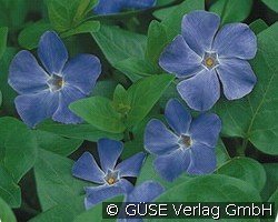 Großes Immergrün kaufen, clicken für mehr Details Großes Immergrün