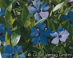 Immergrün kaufen, clicken für mehr Details Immergrün