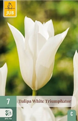 White Triumphator kaufen, click for more details White Triumphator