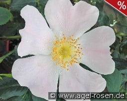 Rosa Mollis