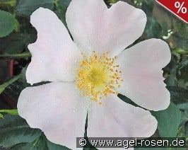 Rosa Mollis