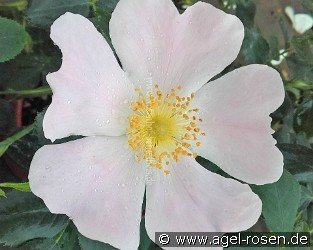 Rosa Mollis