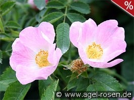 Rosa canina