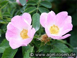 Rosa canina